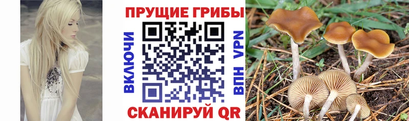 Псилоцибиновые грибы прущие грибы  Купить где  Зеленогорск 